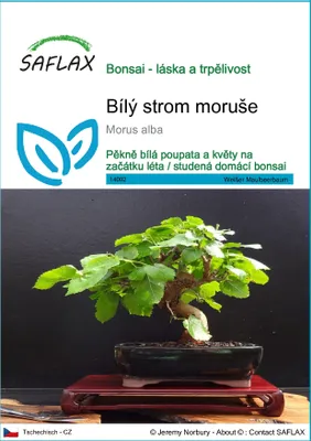 Obrázek produktu pro SAFLAX - Bílý strom moruše - Morus alba - 200 Semena