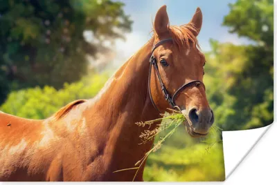 Produktbild von MuchoWow® Poster Pferd - Licht - Porträt 120x80 cm - Bilder