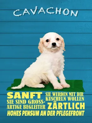 Produktbild von vianmo Holzschild 40x30 cm Cavachon Hund sanft zärtlich