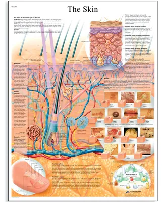 Anatomie-Poster "Die Haut", 50x67 cm, glänzend, mehrfarbig
