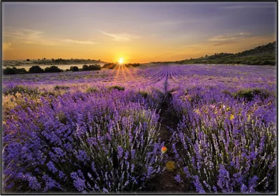Produktbild von Wallario Wandbild Sonnenuntergang über dem Lavendel, Größe: 70,30 x 100,30 cm, Poster mit schwarzem Aluminiumrahmen