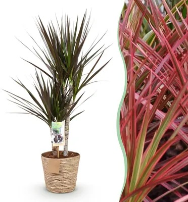 Produktbild von Green boutiQ - Zimmerpflanzen - Dracaena Magenta - Drachenbaum - Wenig Pflege - mit Korb - Rot - 1 Pflanze - Topf 17cm - Höhe 70-80cm