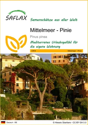 Obrázok produktu pre SAFLAX - Stredomorská borovica - Pinus pinea - 6 Semená
