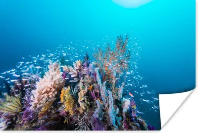 Produktbild von MuchoWow® Poster Korallenriff in einem tiefblauen Meer 60x40 cm - Schlafzimmerdekoration