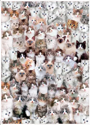Zdjęcie produktu dla PUZZLE 1000el. Koci Świat
