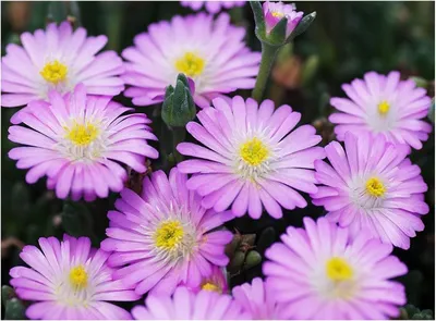 Produktbild von Stauden Gänge 1 x Delosperma cultorum 'Jewel of Desert Rosequartz' - Mittagsblume/Eisblume - Sanftes Rosa mit leuchtendem Glanz
