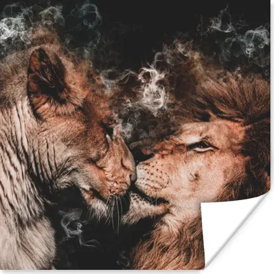 Produktbild von MuchoWow® Poster Löwe - Rauchen - Liebe 100x100 cm - Babyzimmer