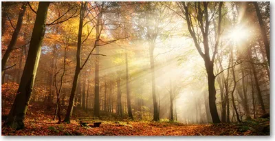 Produktbild von Tulup® Leinwandbild -100x50 cm - Wandkunst - Drucke auf Leinwand - Leinwanddruck  - Landschaften - Orange - Nebel im Wald