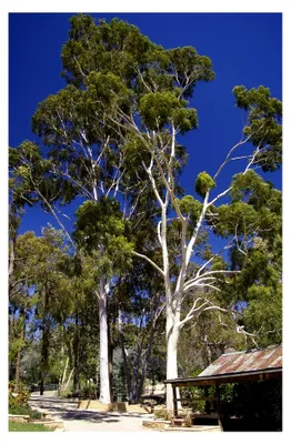 Produktbild von Zitronen-Eukalyptus - Corymbia citriodora - 15 Samen