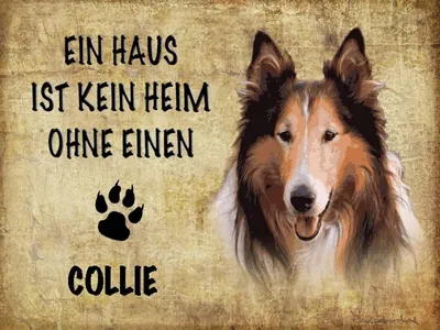 Produktbild von vianmo Holzschild 30x40 cm Collie Hund