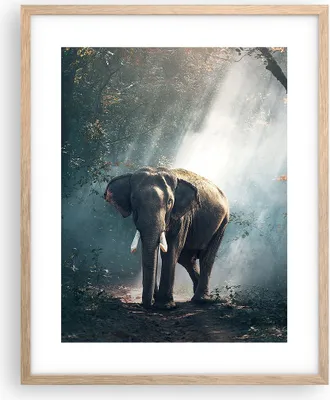 Produktbild von Gerahmtes Poster - Rahmen in heller Eiche - elefant natur - 40x50 cm - Wand Bild - Wanddeko - Wandbilder - Kunstposter - Wandposter - Bilderrahmen - Bilder - Kunstdruck - Wandbild - P2NPA40x50-3972