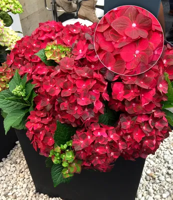 Produktbild von BALDUR Garten Freiland-Hortensie Ruby Tuesday 12 cm-Topf 1 Pflanze, Hydrangea macrophylla, winterhart, pflegeleicht, für Standort im Schatten geeignet, blühend