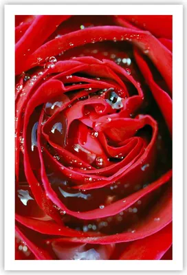 Produktbild von Poster - Poster ohne Rahmen - Rose Blume Blütenblätter Tau - 61x91,5 cm - Wand Bild - Wanddeko - Wandbilder - Kunstposter - Wandposter - Bilder - Kunstdruck - Wanddekoration - Wandbild P2XPA61x91-1518