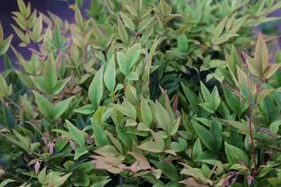 Image de Nandina dom. 'Gulfstream' - Bambou céleste 40- 50 cm - conteneur