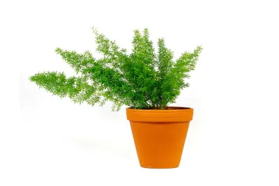 Obrázek produktu pro Gardners Asparagus densiflorus Meyers, průměr 12 cm