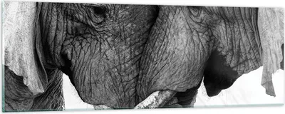 Produktbild von Bilder auf glas - Einteilig - Elefanten Safari Bond - 90x30cm - Glasbilder - Wandbilder - Bilder - zum Aufhängen bereit - Wanddekoration aus Glas - Glas Bilder - Wandbild auf Glas - GAB90x30-4973