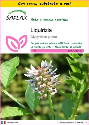 Immagine prodotto di SAFLAX Insieme di coltivazione - Liquirizia - 30 semi - Glycyrrhiza