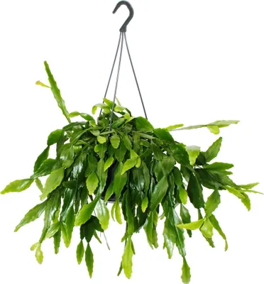 Obrázok produktu pre Urban Jungle Elegance - Moderný kaktusový semafor s ve?kou štruktúrou listov - Rhipsalis crispata - 15cm