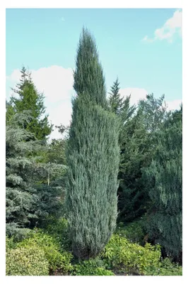 Produktbild von Juniperus virginiana 'Blue Arrow' 40–60 cm – Winterhart, Immergrün, Pflegeleicht – Raketen-Wacholder – Heckenpflanze für Garten und Sichtschutz