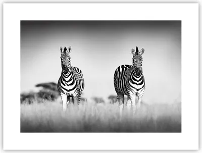 Produktbild von Poster - Poster ohne Rahmen - Zebras Fotografie Schwarzweiß - 40x30 cm - Wand Bild - Wanddeko - Wandbilder - Kunstposter - Wandposter - Bilder - Kunstdruck - Wanddekoration - P2XAA40x30-4476