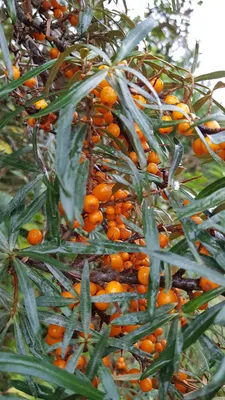 Image de Hippophae rhamnoides 'Friesdorfer Orange' / Argousier autofertile