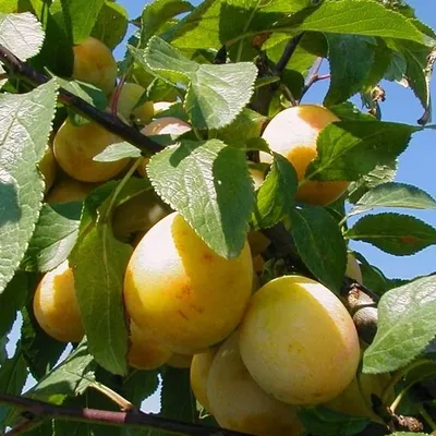 Produktbild von Mirabelle von Nancy Pflaumenbaum - Buschbaum Topfballen (Versandzeit: ganzjährig)