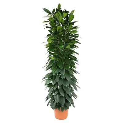 Zdjęcie produktu dla Drzewo kauczukowe - Ficus Cyathistipula - 200cm - ø35cm