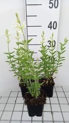 Produktbild von 6 x  Salvia greggii 'Alba' - Sternmoos - Topf 9 x 9 cm