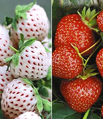 Produktbild von BALDUR Garten 9er Erdbeeren-Raritäten-Kollektion', Pflanzen im Topf, Sengana Selektion & Natural White®, Fragaria, winterhart, mehrjährig, Ananas-Erdbeere, Erdbeerpflanze, befruchten sich gegenseitig