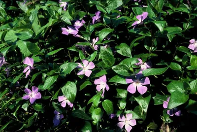 Produktbild von Vinca major – 48 Pflanzen – Großes Immergrün – Immergrüner, winterharter Bodendecker mit violett-blauen Blüten – Pflegeleicht & robust