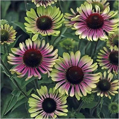 Produktbild von Stauden Gänge 1 x Echinacea purpurea 'Green Twister' - Bunt Grüner Purpursonnenhut - Ein einzigartiges Farbspiel für den Garten