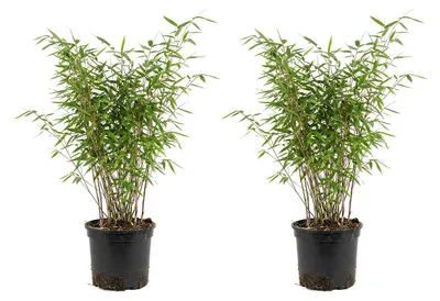 Zdjęcie produktu dla Bloomique - Zestaw 2 szt. - Fargesia Nitida Gansu - Bambus - Nieinwazyjny - Mrozoodporny - Zimozielony - Roślina żywopłotowa - Rośliny ogrodowe - Wysokość 50-70 cm - Doniczka 17 cm