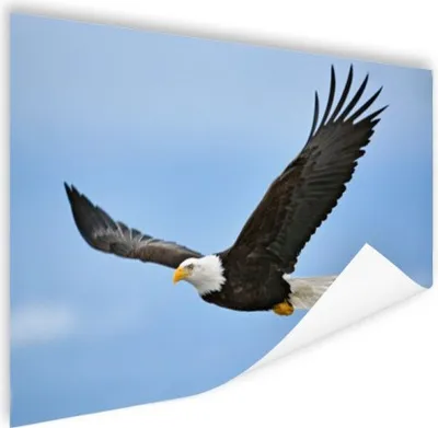 Produktbild von MuchoWow® Poster Amerikanischer Weißkopfseeadler - Adler - Fliegen - Vögel 180x120 cm - Fotoplakat