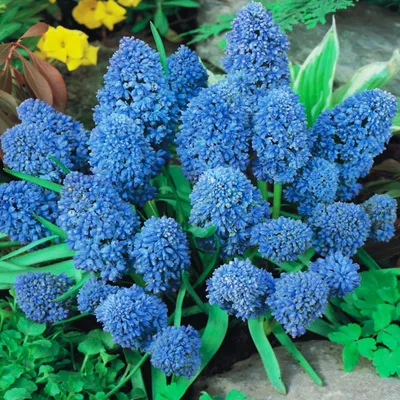 Obrázek produktu pro Muscari Květinové cibulky Cibulky Květiny Grape Hyacinth Blue Spike 10 ks.