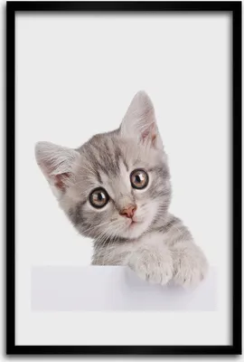Produktbild von Bild - Bilderrahmen - 40 cm x 60 cm - MDF - Rahmen - Wandkunst - Graue Katze