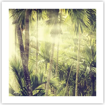Produktbild von Poster - Poster ohne Rahmen - Morgendämmerung Dschungel Palmen - 50x50 cm - Wand Bild - Wanddeko - Wandbilder - Kunstposter - Wandposter - Bilder - Kunstdruck - Wanddekoration - P2XAC50x50-4450