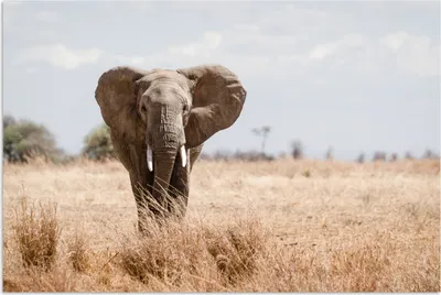 Produktbild von MuchoWow® Poster Elefant - Natur - Tiere - Porträt 60x40 cm - Schlafzimmerdekoration