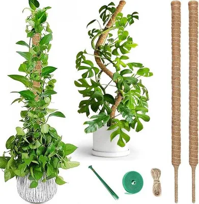 Produktbild von Famanu Klimmhilfe 2 Stück - 120 cm Kokosstab für Kletterpflanzen und Monstera