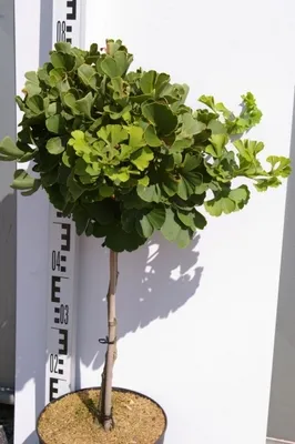 Produktbild von Ginkgo biloba Mariken - Fächerblattbaum Mariken - 40 cm Hochstamm