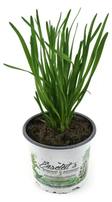 Produktbild von Enseleits Schnittknoblauch,Allium tuberosum, Frische Kräuter Pflanze