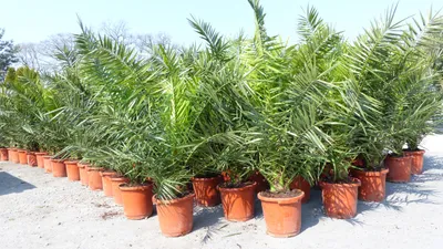 Produktbild von 2 Stück Palme XXL 160 cm Phoenix canariensis, kanarische Dattelpalme, winterhart