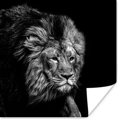 Produktbild von MuchoWow® Poster Löwe - Tiere - Schwarz - Weiß 50x50 cm - Wohnzimmerdekoration
