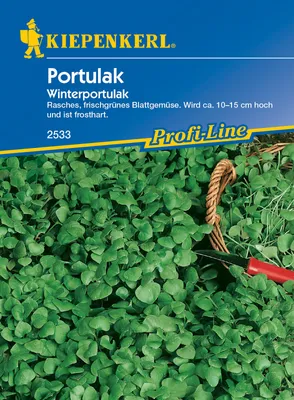 Produktbild von [STREICHUNG 2024] Portulak Winterportulak | Portulaksamen von Kiepenkerl