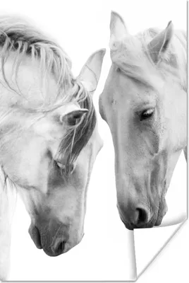 Produktbild von MuchoWow® Poster Pferd - Tiere - Porträt - Weiß 40x60 cm - Plakate für die Wand - Poster Babyzimmer