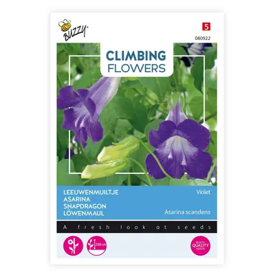 Productafbeelding van Löwenmaul Asarina Violet | Löwenmaulzaden van Buzzy Seeds