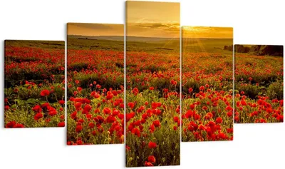 Produktbild von Bild auf Leinwand - Leinwandbild - Mohn Blume Wiese - 125x70cm - Wand Bild - Wanddeko - Wandbilder - Leinwanddruck - Bilder - Kunstdruck - Wanddekoration - Leinwand bilder - Wandkunst - EA125x70-3643