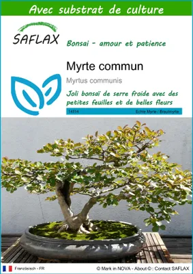 Image de SAFLAX  - Myrte commun - 30 graines - Avec substrat - Myrtus