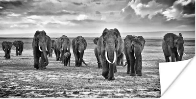 Produktbild von MuchoWow® Poster Elefant - Schwarz - Weiß - Savanne 160x80 cm - Foto Poster