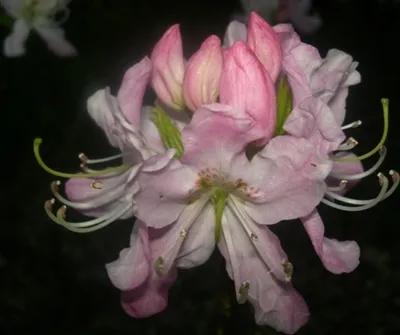 Produktbild von Rhododendron vaseyi - Wildrhododendron vaseyi