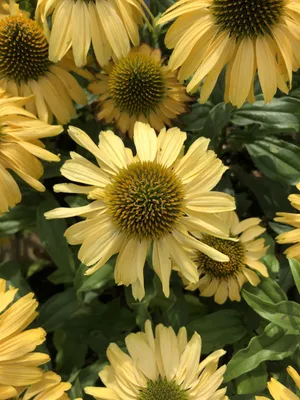 Zdjęcie produktu dla 6 x Echinacea purp. 'Sunseekers Yellow' - Sonnenhut - Topf 9x9 cm
